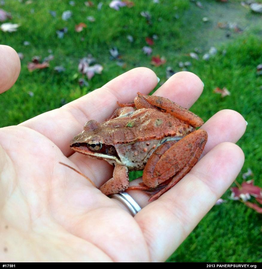 Wood Frog