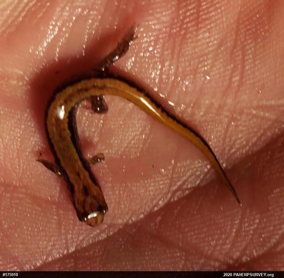 Allegheny Mountain Dusky Salamander