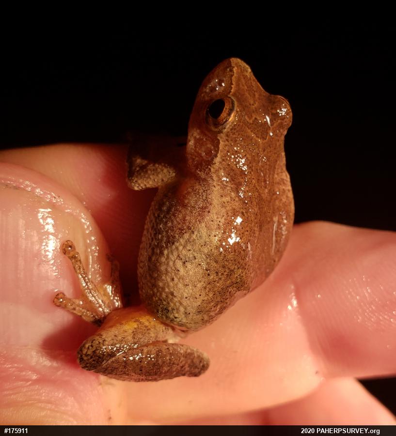 Spring Peeper