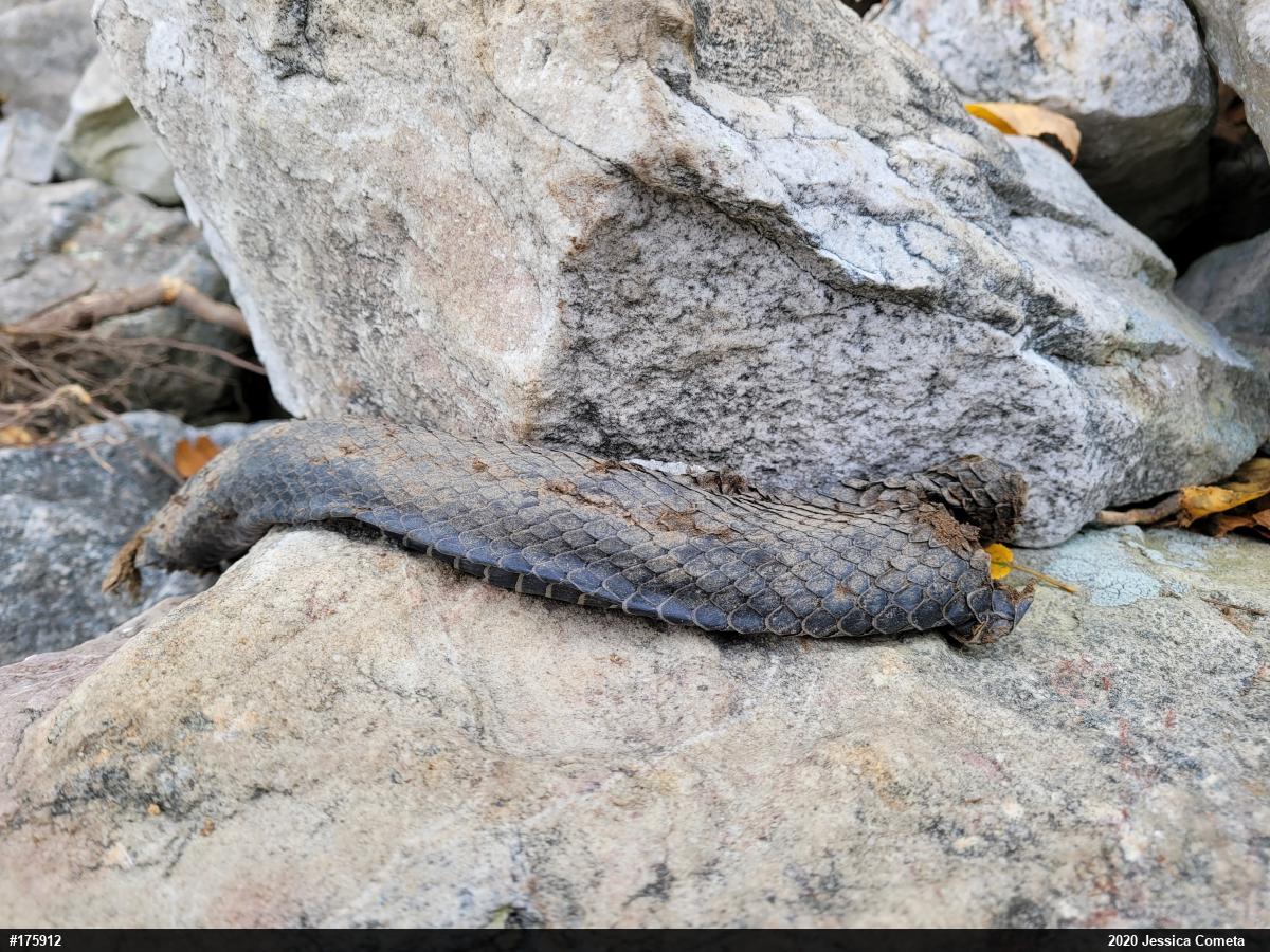 Northern Black Racer