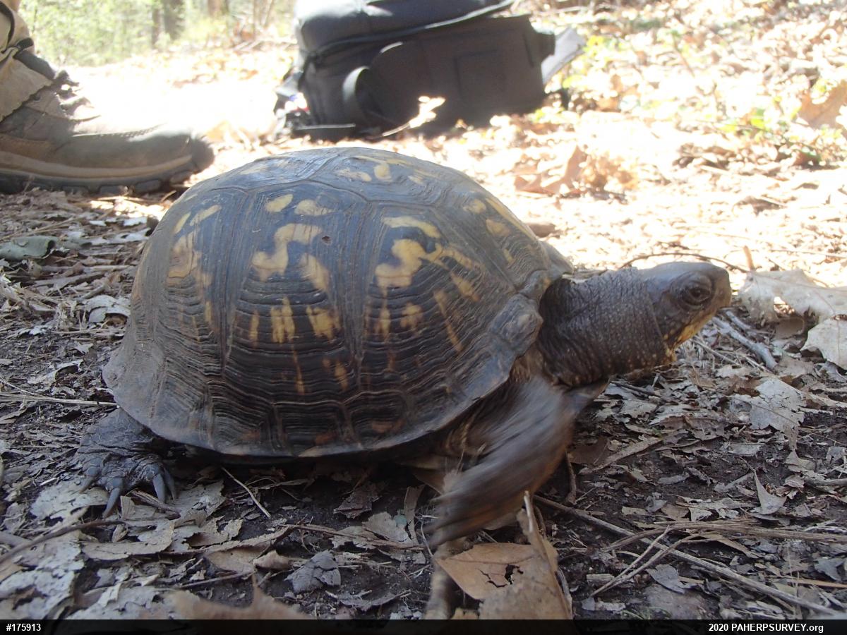 Eastern Box Turtle