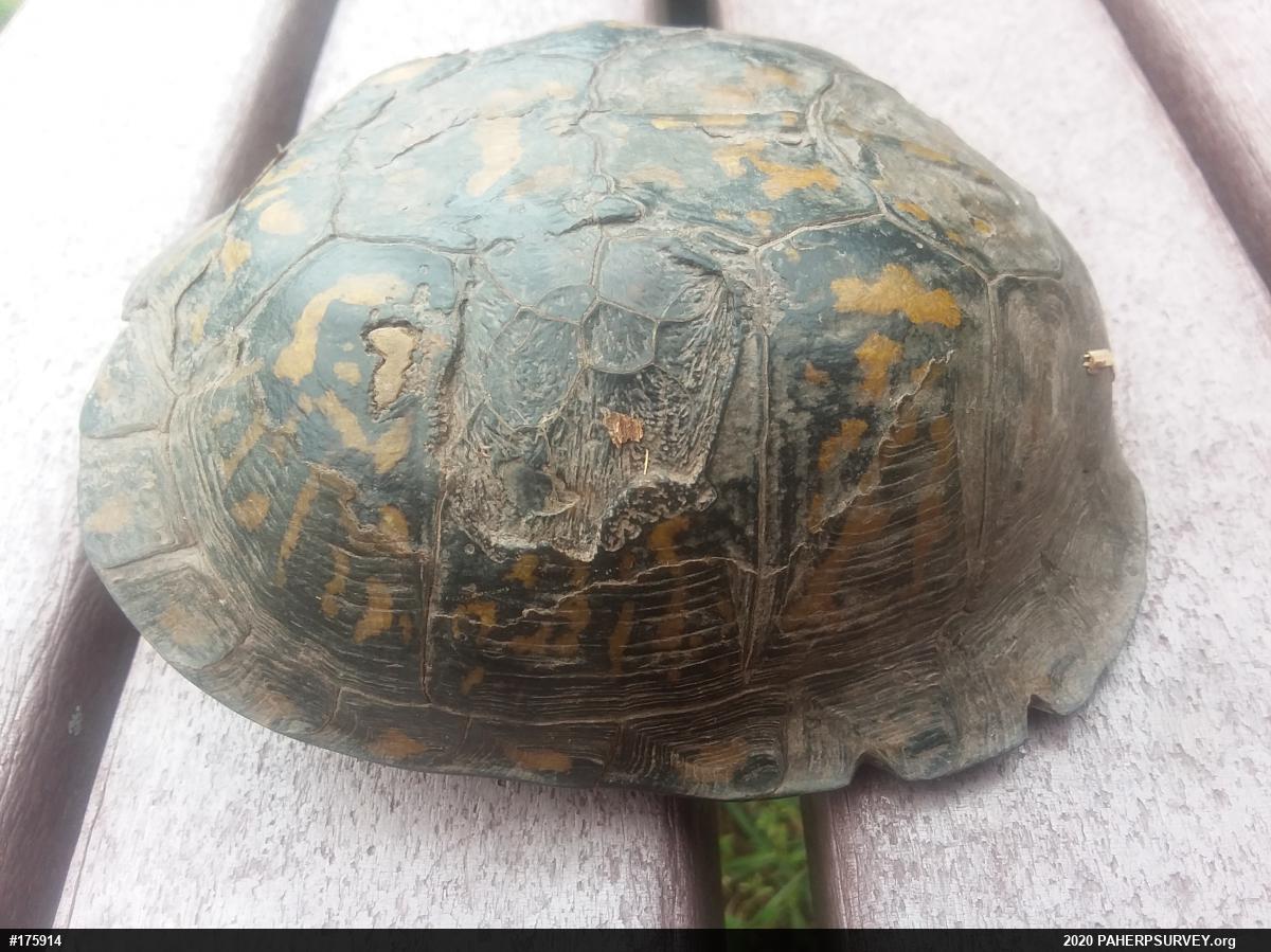 Eastern Box Turtle