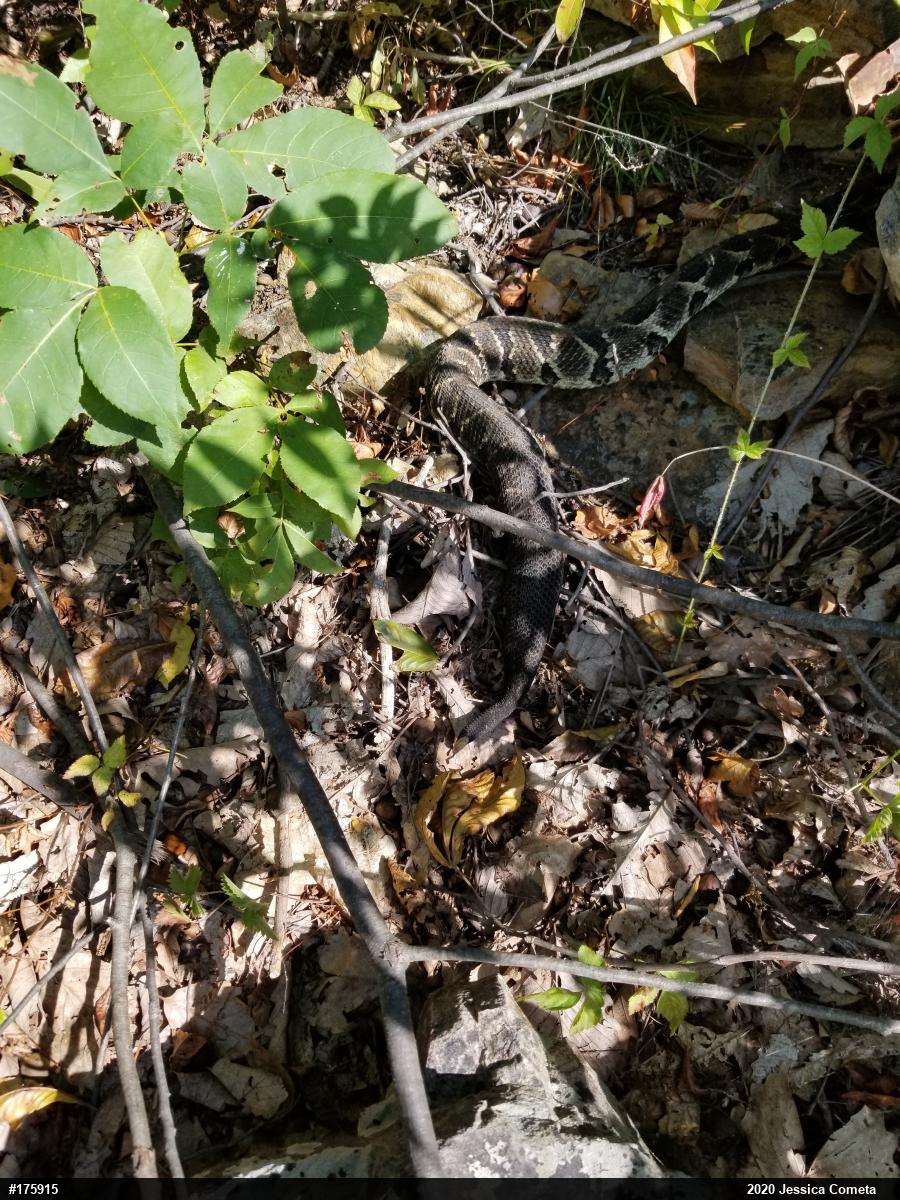 Timber Rattlesnake