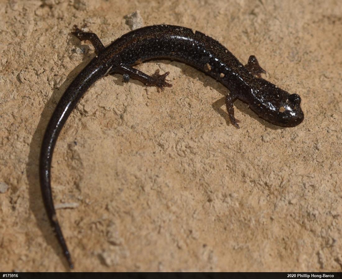 Valley And Ridge Salamander