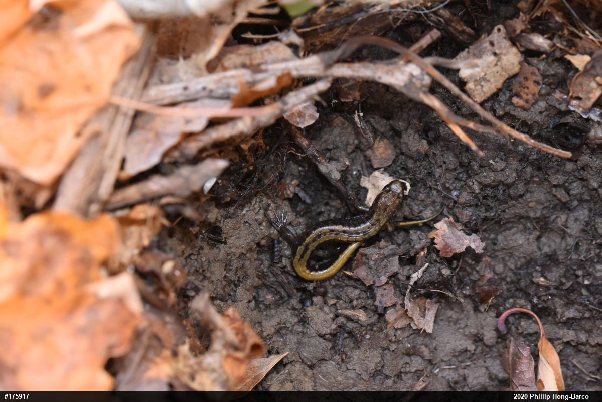Allegheny Mountain Dusky Salamander