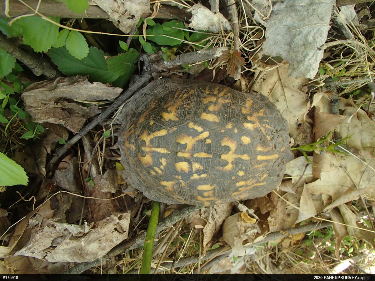 Eastern Box Turtle