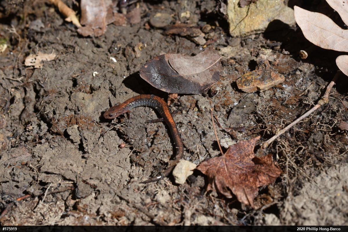 Eastern Red-backed  Salamander