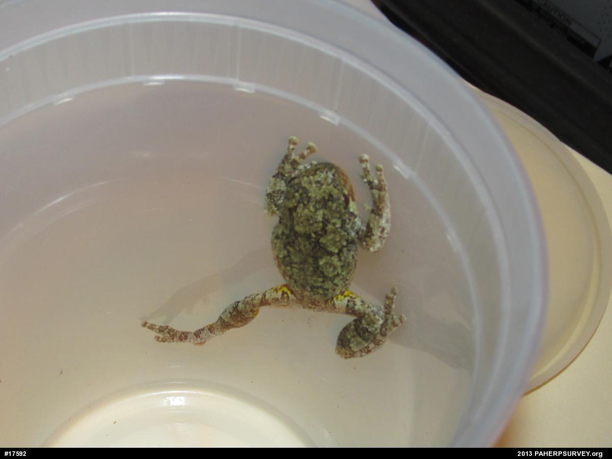 Gray Treefrog