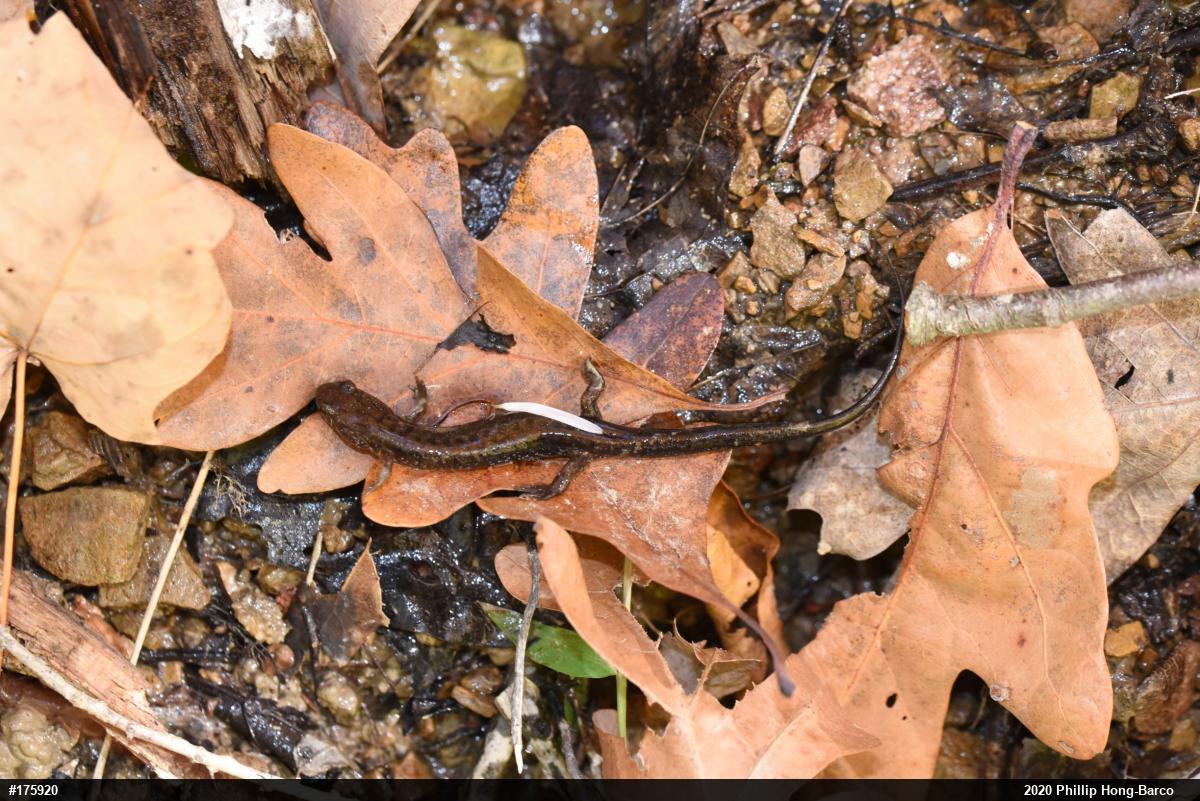 Allegheny Mountain Dusky Salamander