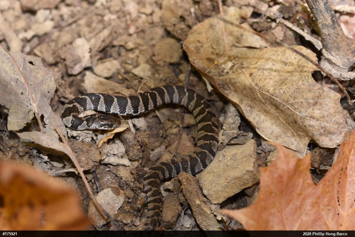 Northern Watersnake