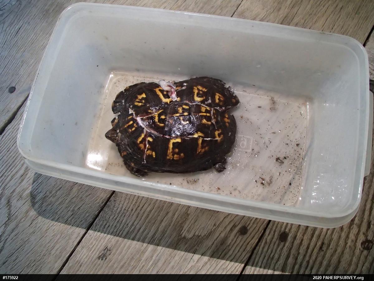 Eastern Box Turtle