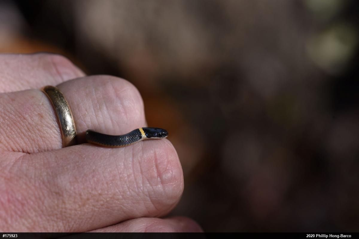 Northern Ring-necked Snake
