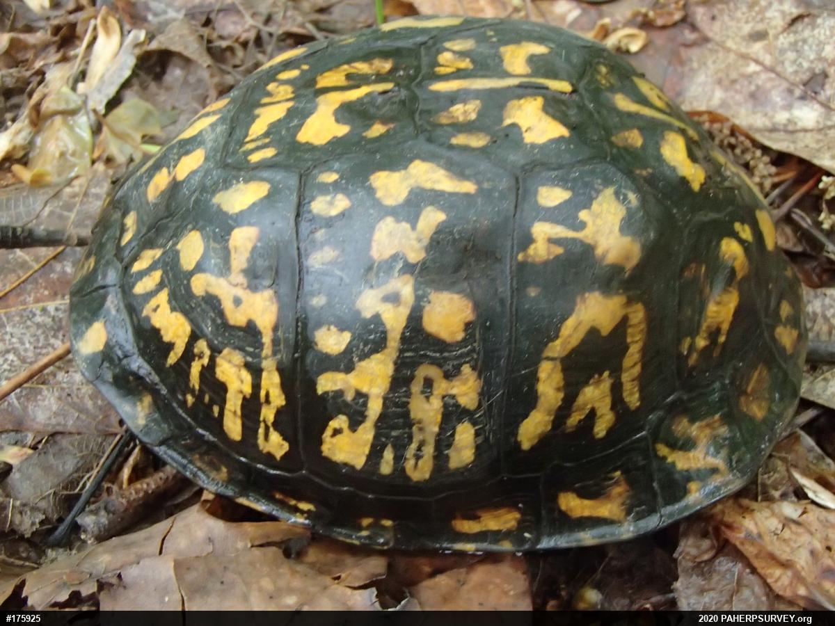Eastern Box Turtle