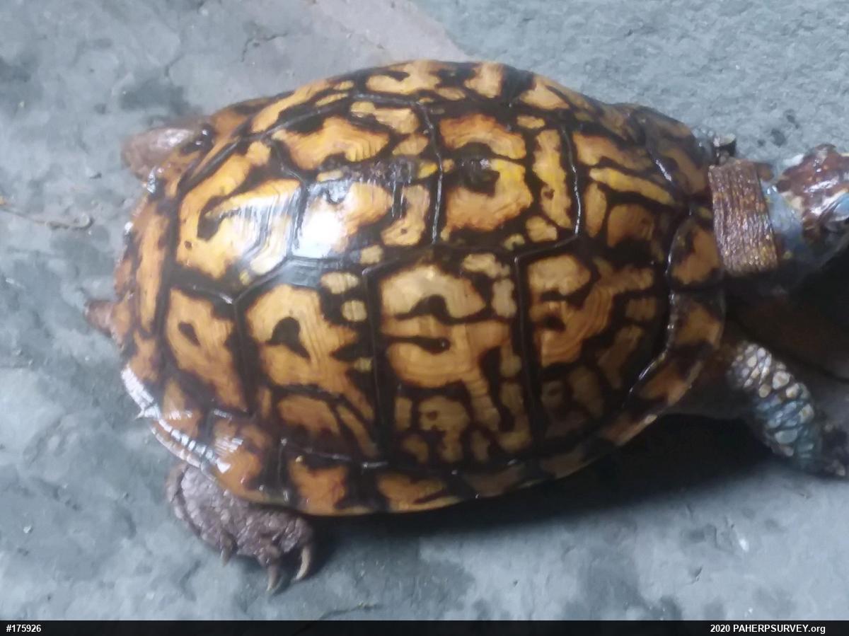 Eastern Box Turtle