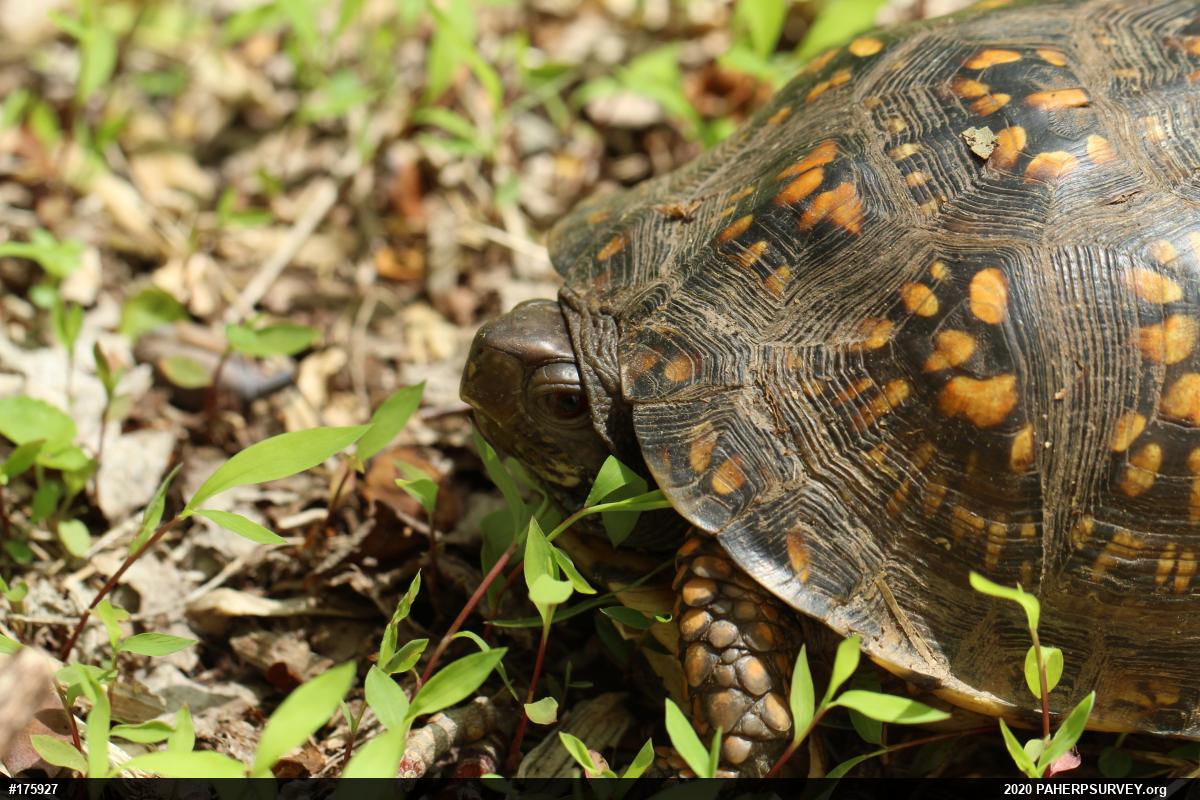 Eastern Box Turtle