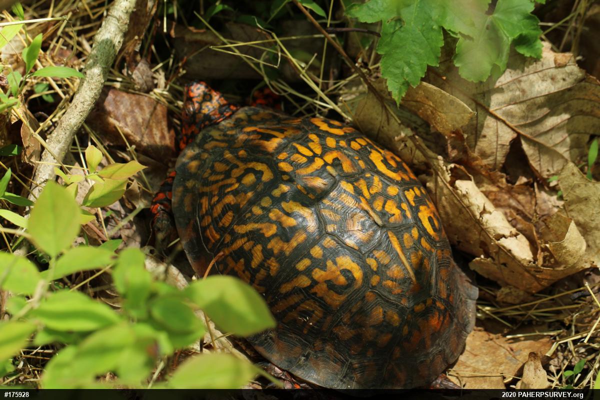 Eastern Box Turtle
