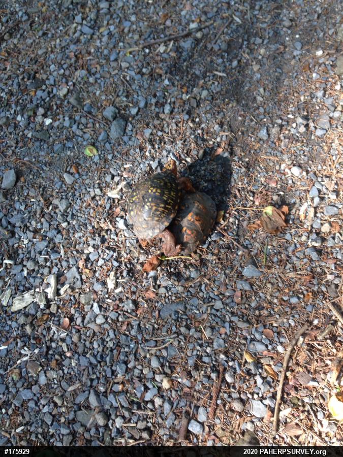 Eastern Box Turtle