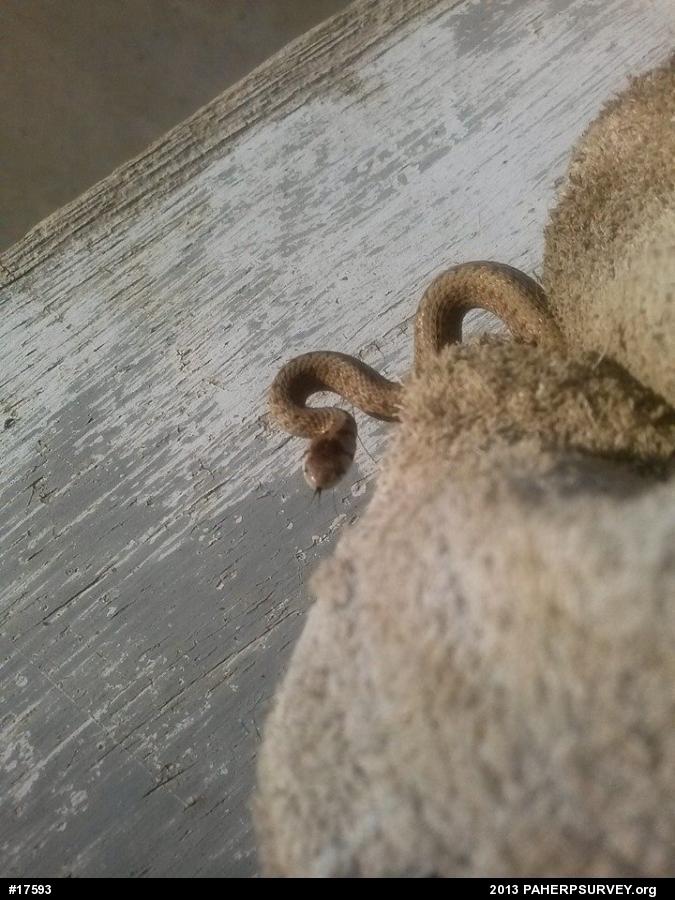 Dekay's Brownsnake
