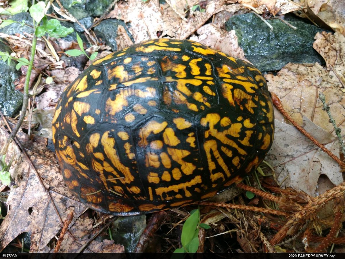 Eastern Box Turtle