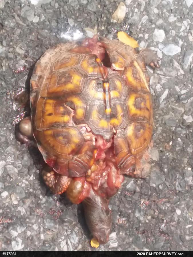 Eastern Box Turtle