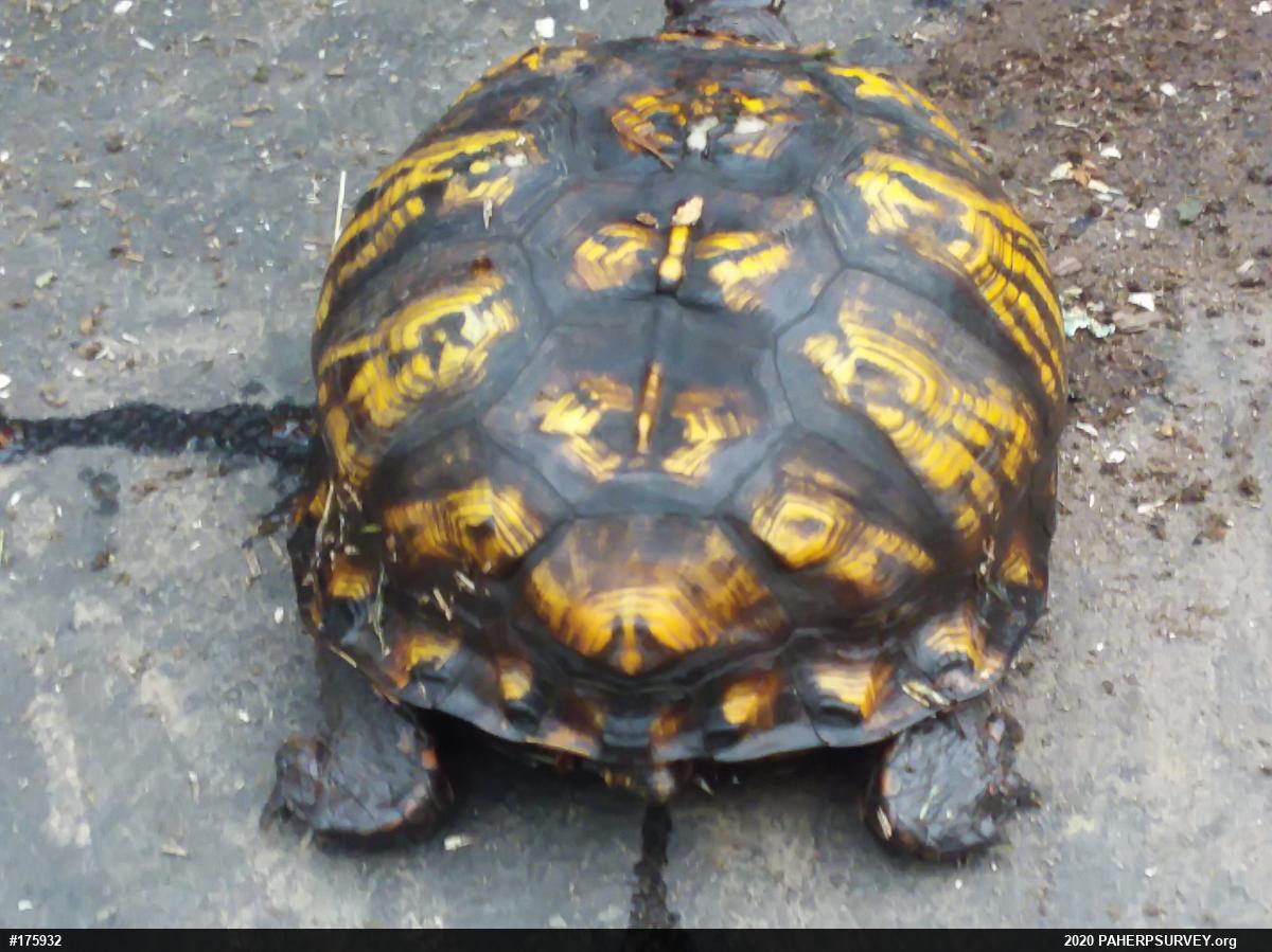 Eastern Box Turtle