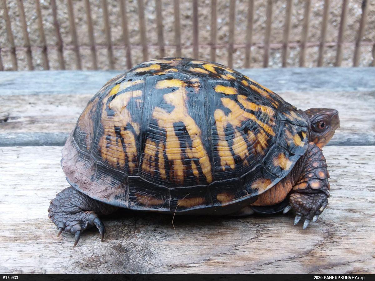 Eastern Box Turtle