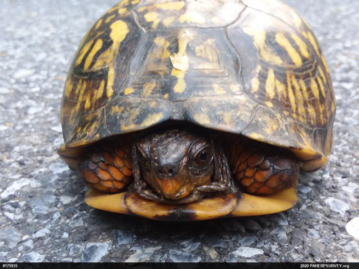 Eastern Box Turtle