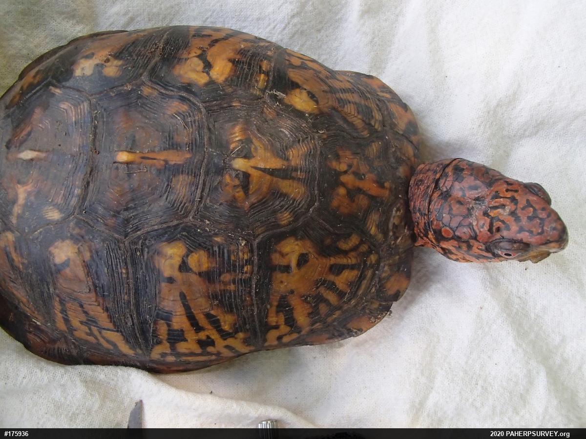 Eastern Box Turtle