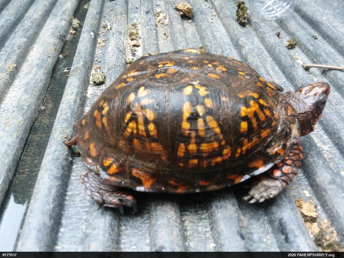 Eastern Box Turtle