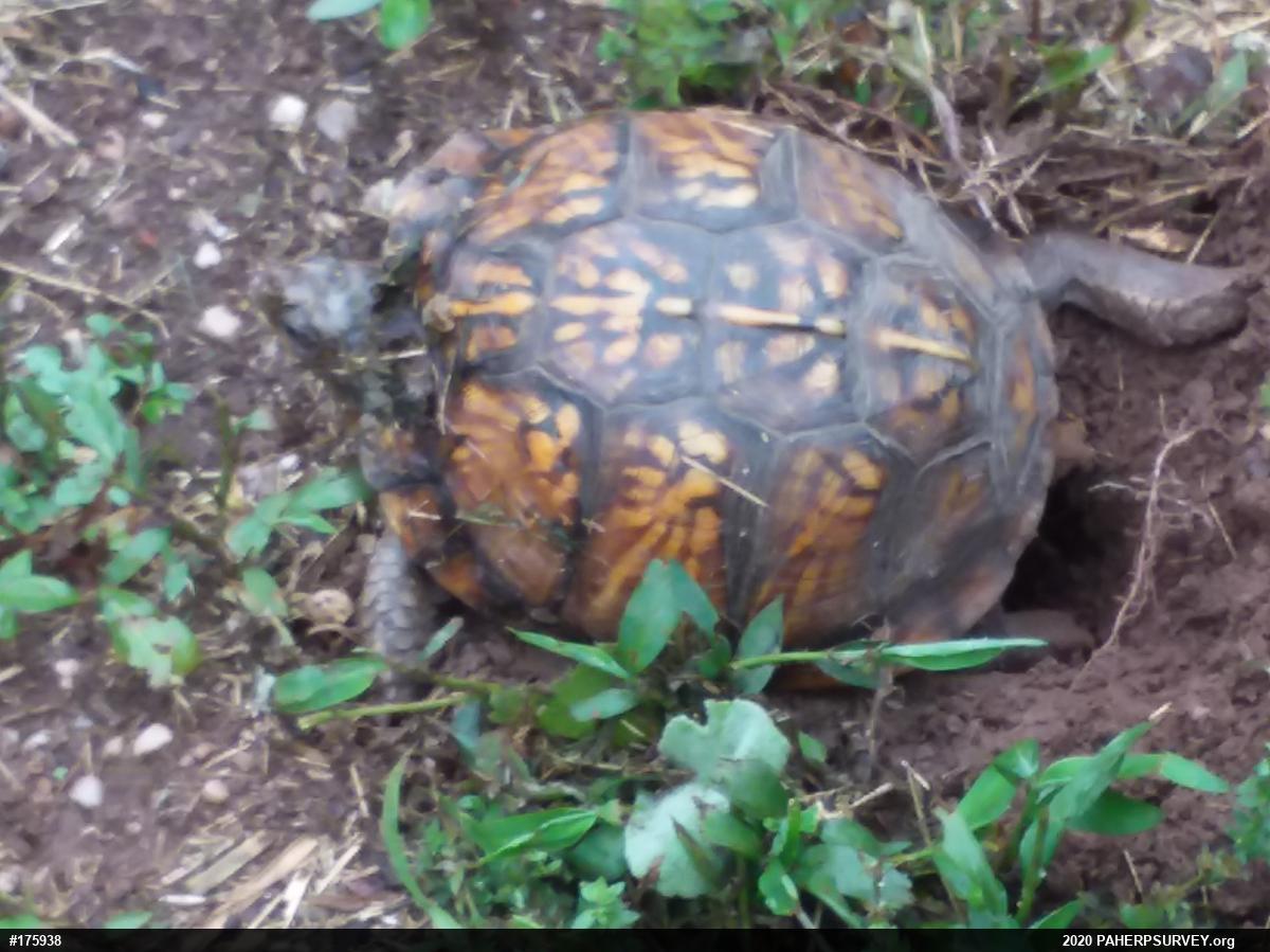 Eastern Box Turtle