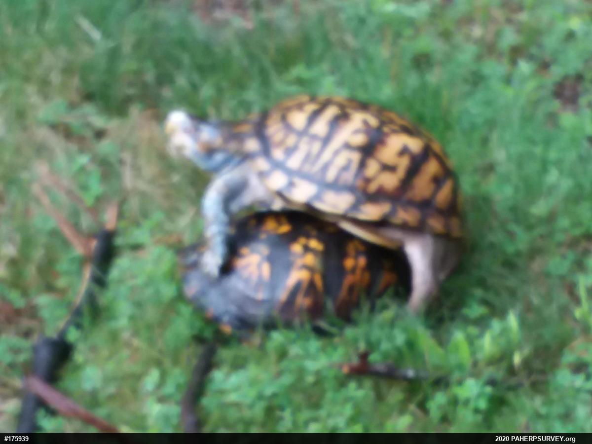 Eastern Box Turtle