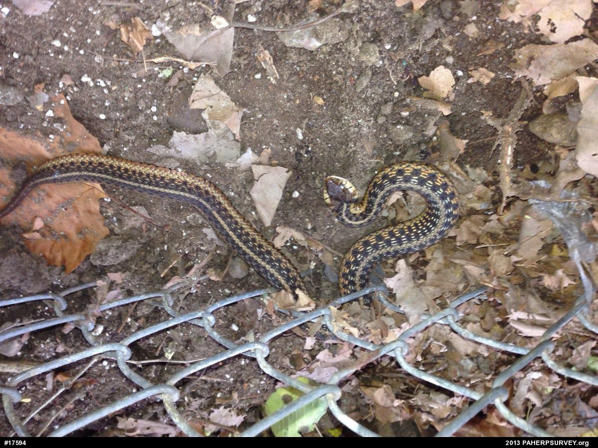 Eastern Gartersnake
