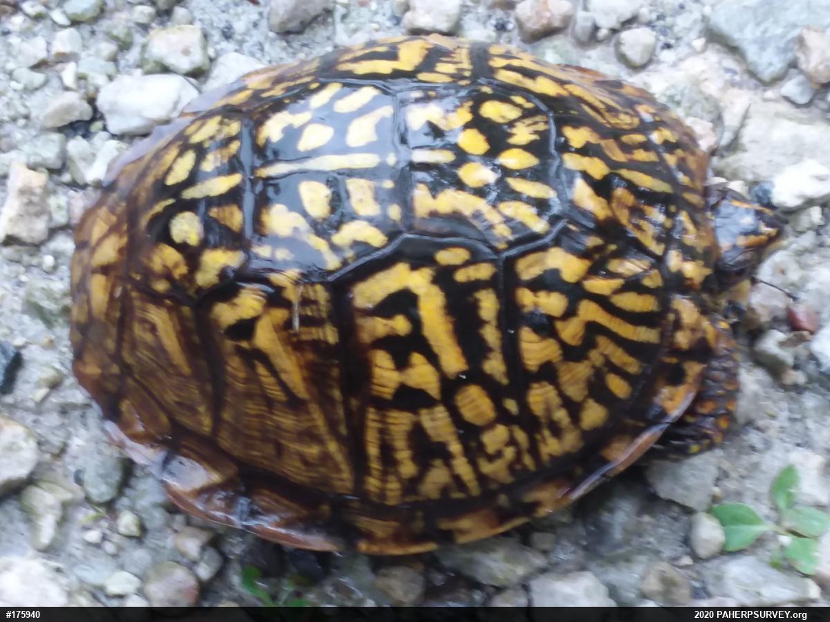 Eastern Box Turtle