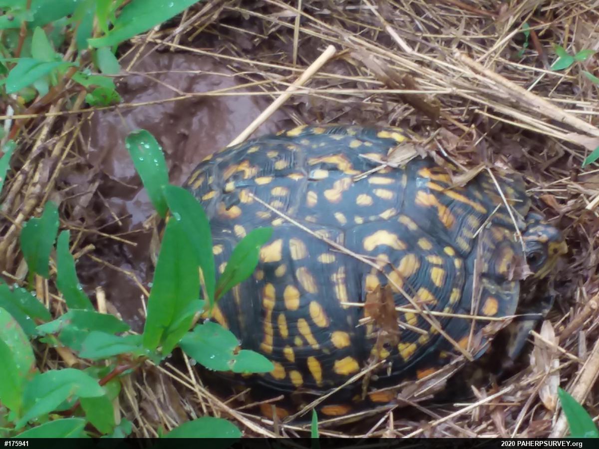 Eastern Box Turtle