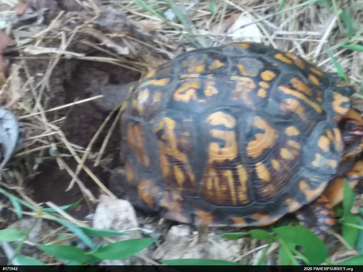 Eastern Box Turtle