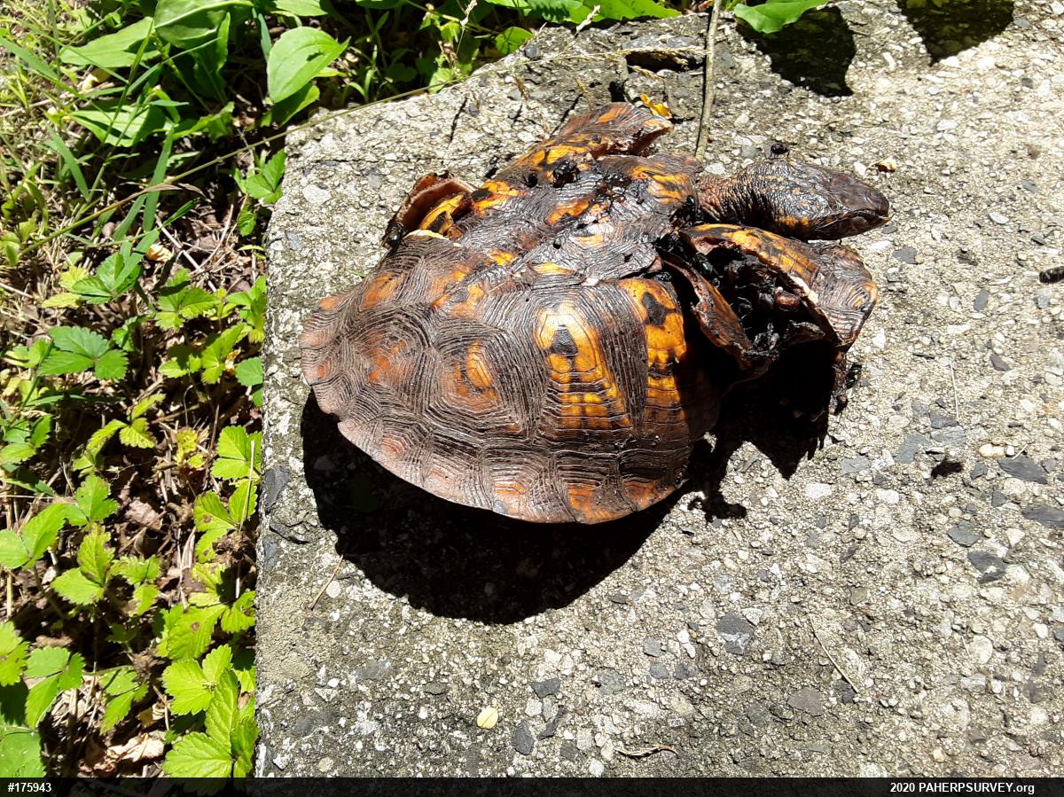 Eastern Box Turtle