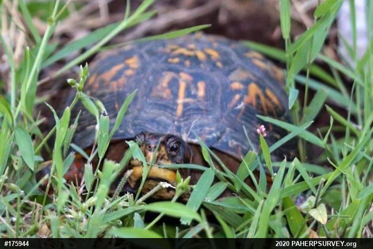 Eastern Box Turtle