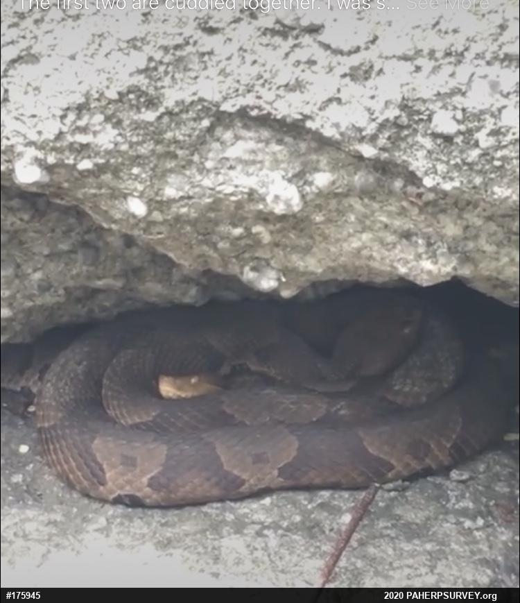Northern Copperhead