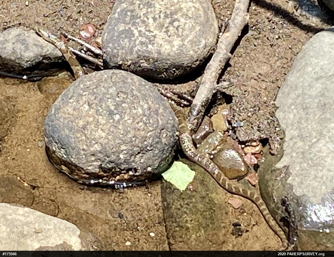 Northern Watersnake