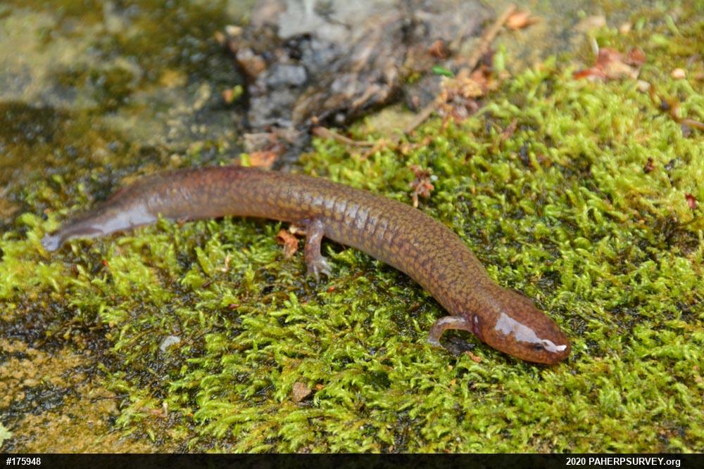 Northern Spring Salamander