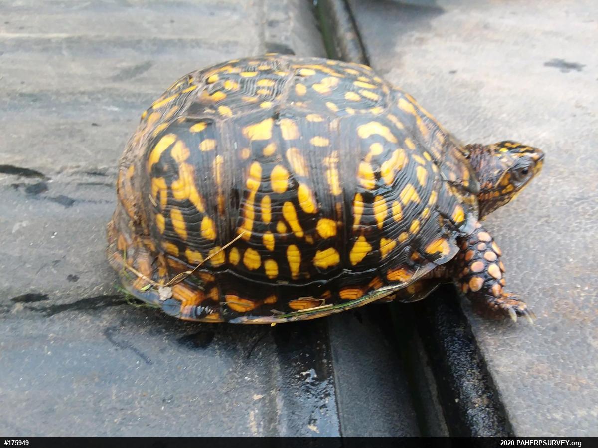 Eastern Box Turtle