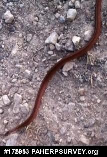 Red-bellied Snake