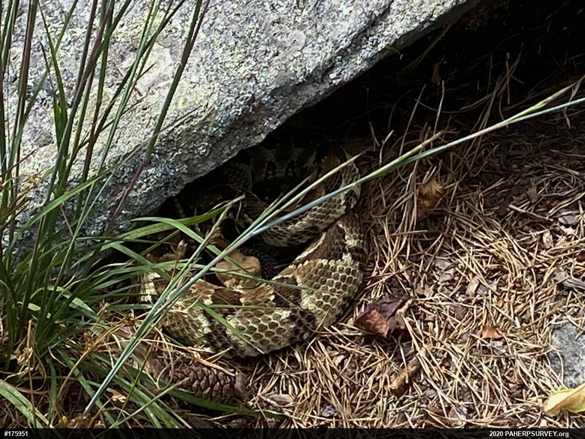 Timber Rattlesnake