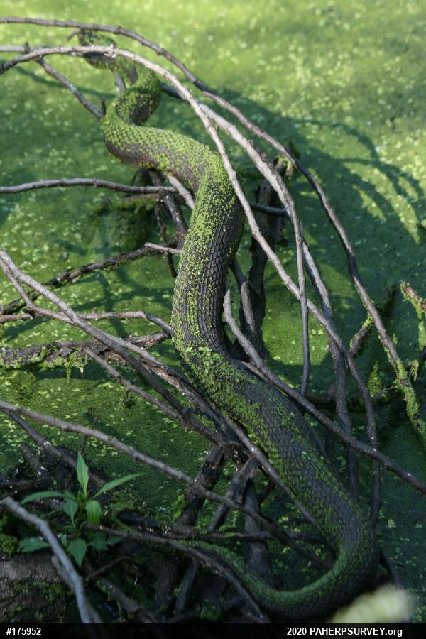 Northern Watersnake