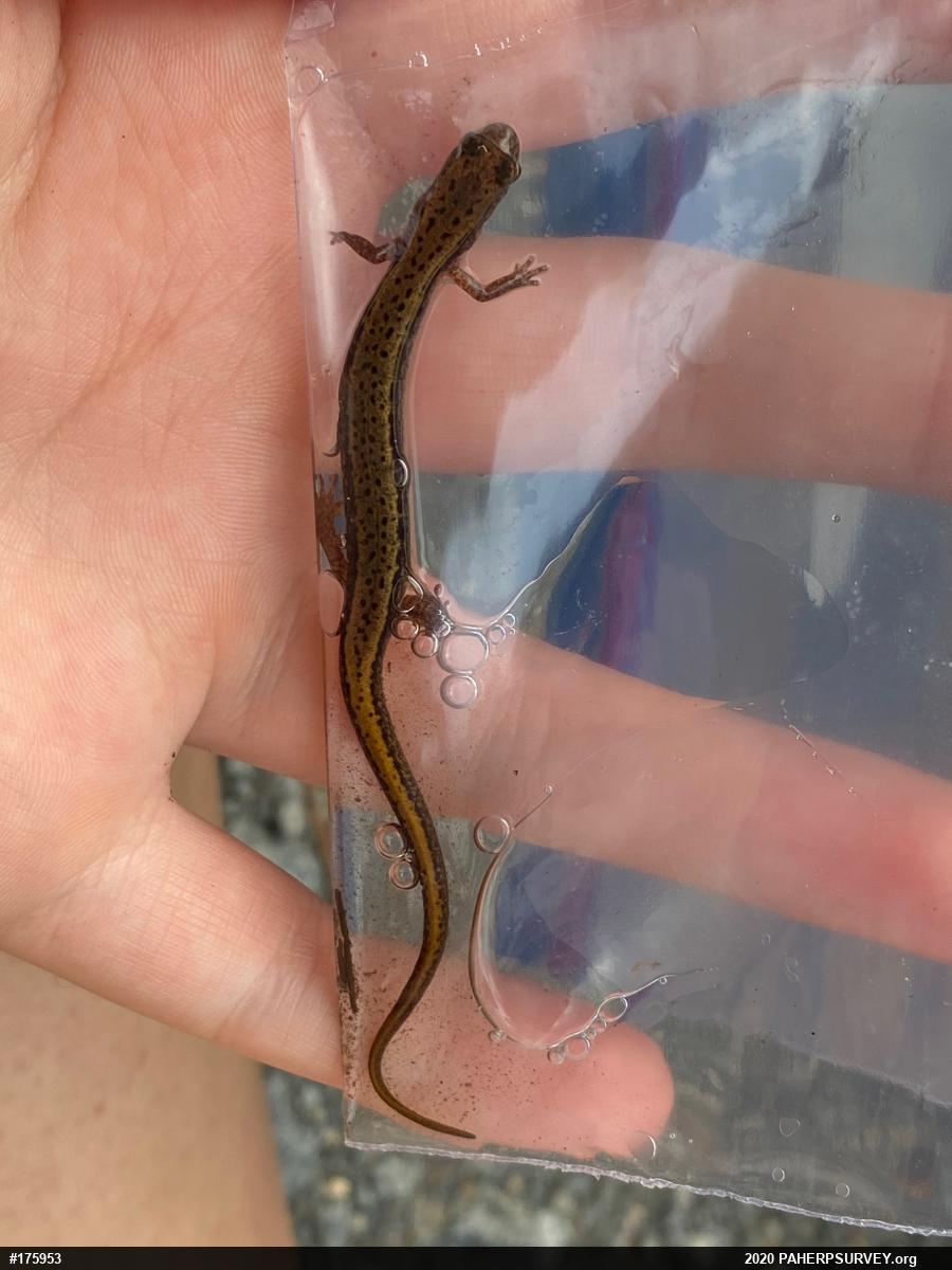 Northern Two-lined Salamander