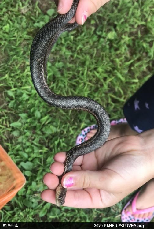 Eastern Gartersnake