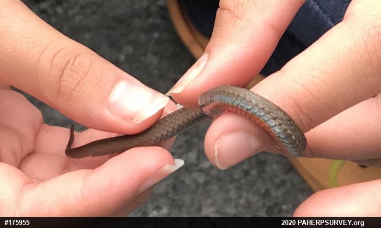 Red-bellied Snake