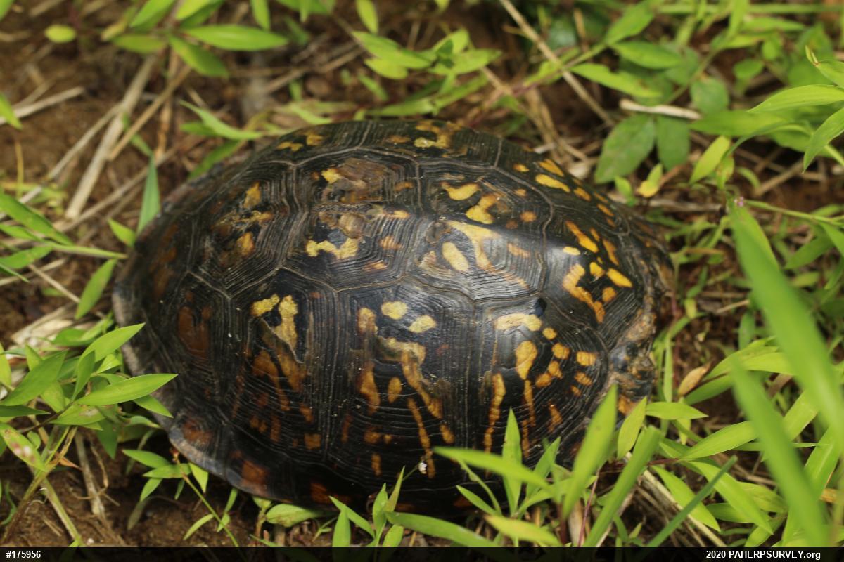 Eastern Box Turtle