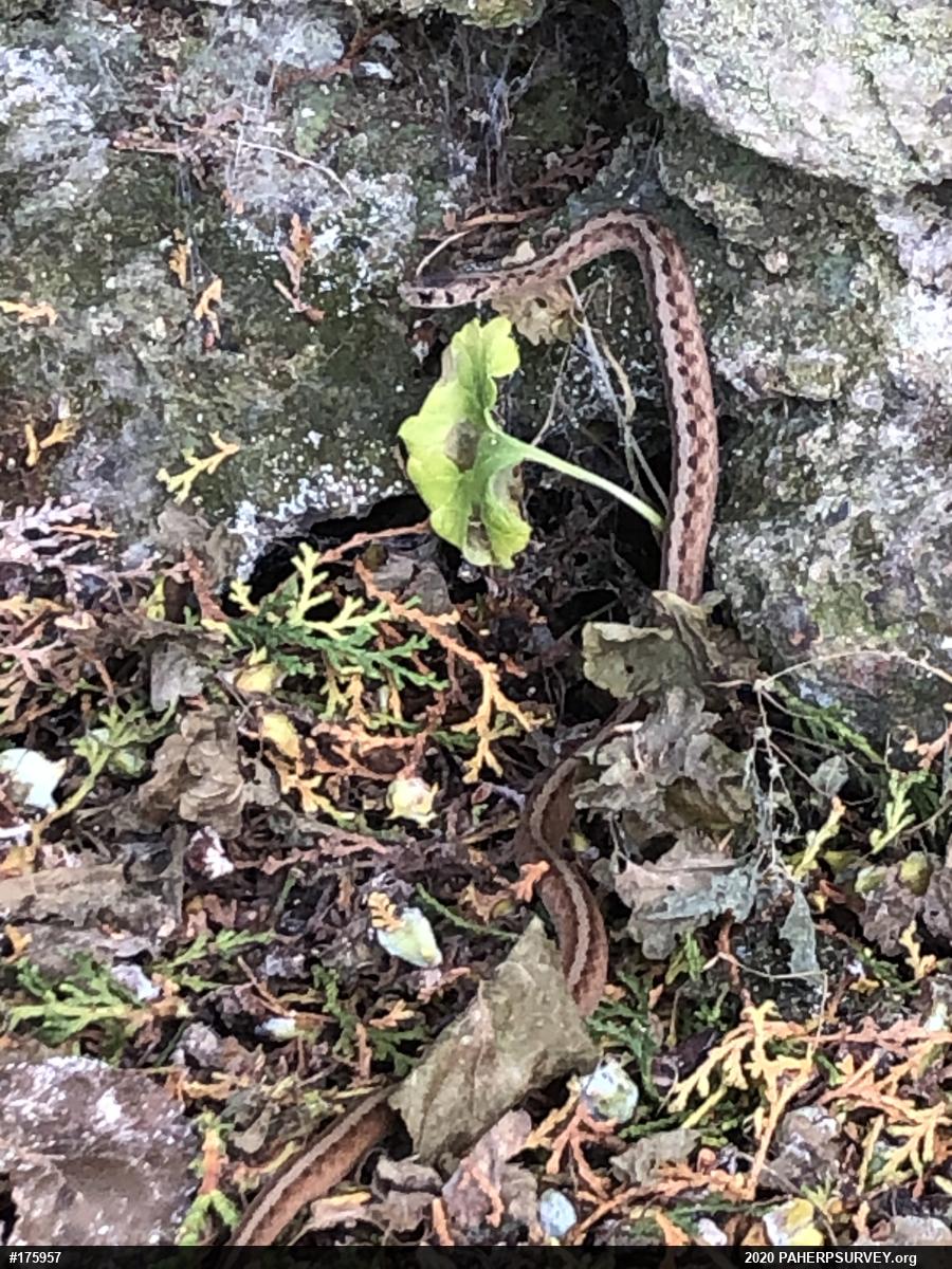 Dekay's Brownsnake