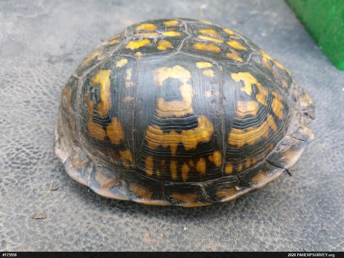 Eastern Box Turtle